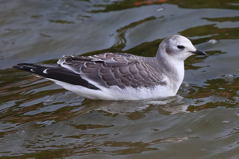 Juvenile Sabine's Gull