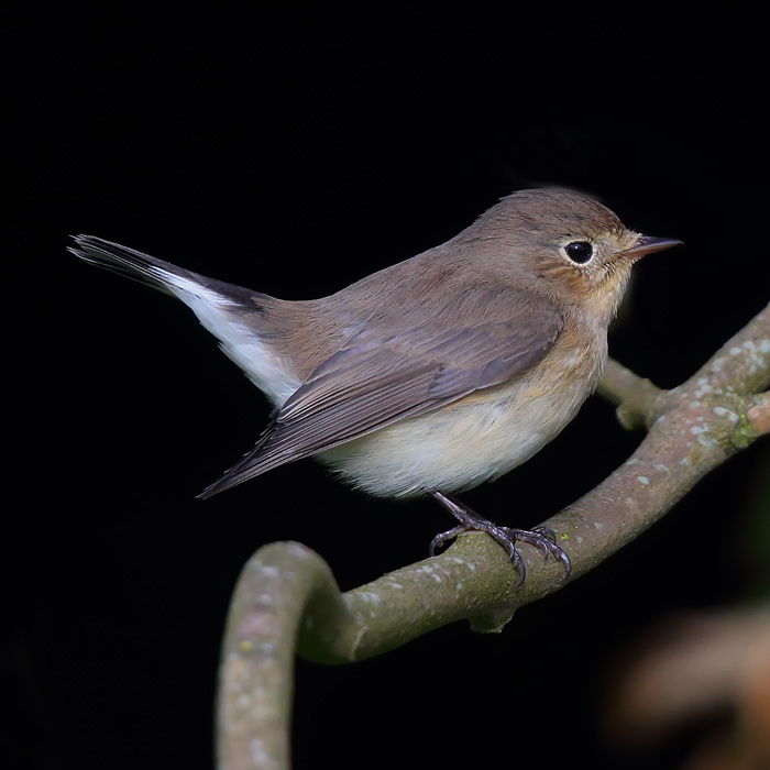Female Red-breasted Flycatcher