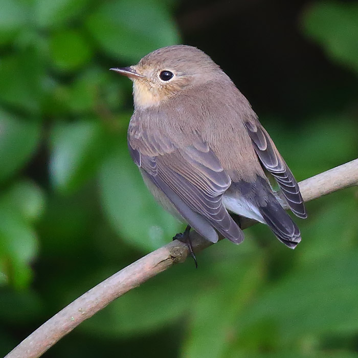 Female Red-breasted Flycatcher