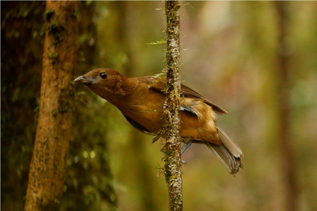 Vogelkop Bowerbird