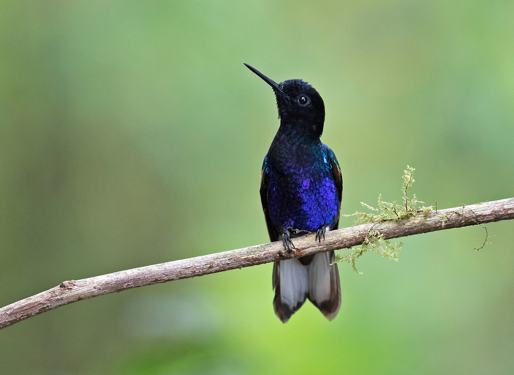 Velvet-purple Coronet