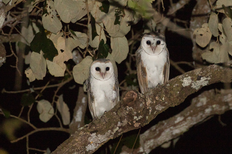Eastern Barn Owl sumbaensis