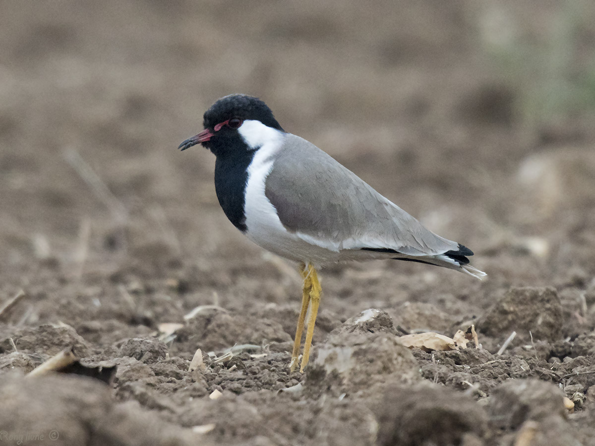 Red-wattled Lapwing . Vanellus indicus