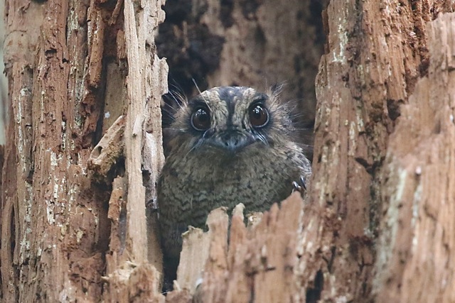 Allied Owlet-Nightjar