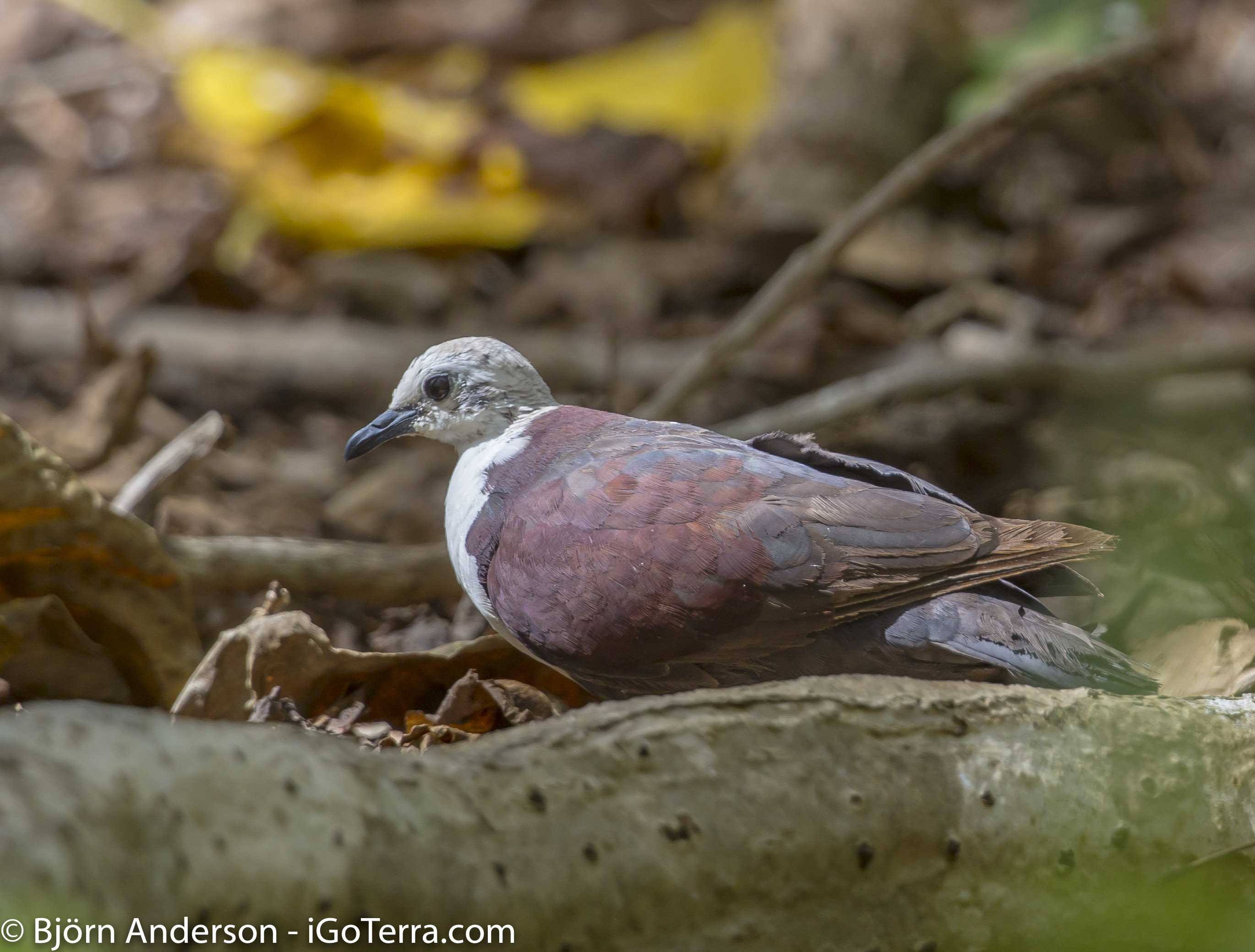 Polynesian Ground-Dove