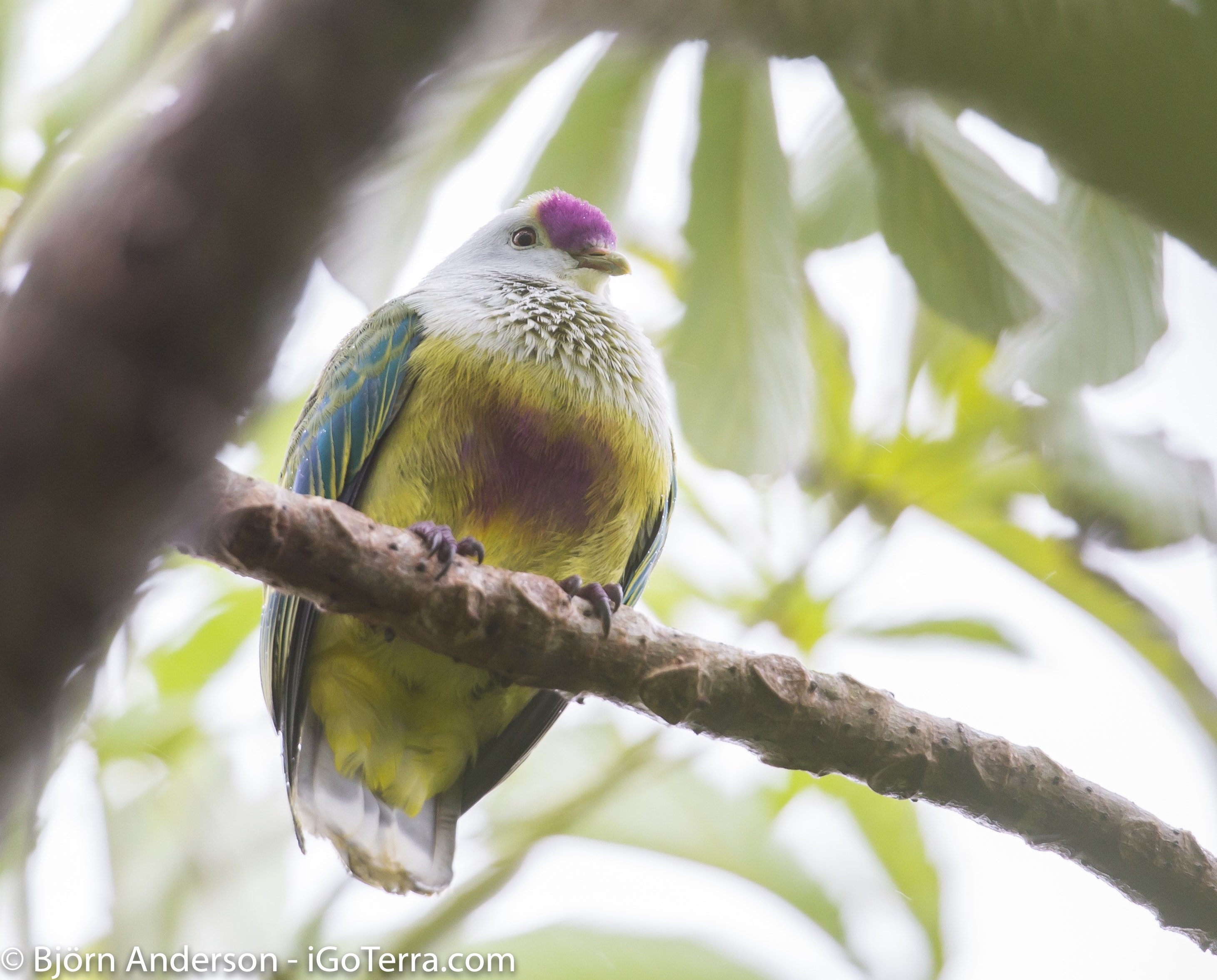 Lilac-crowned Fruit-Dove