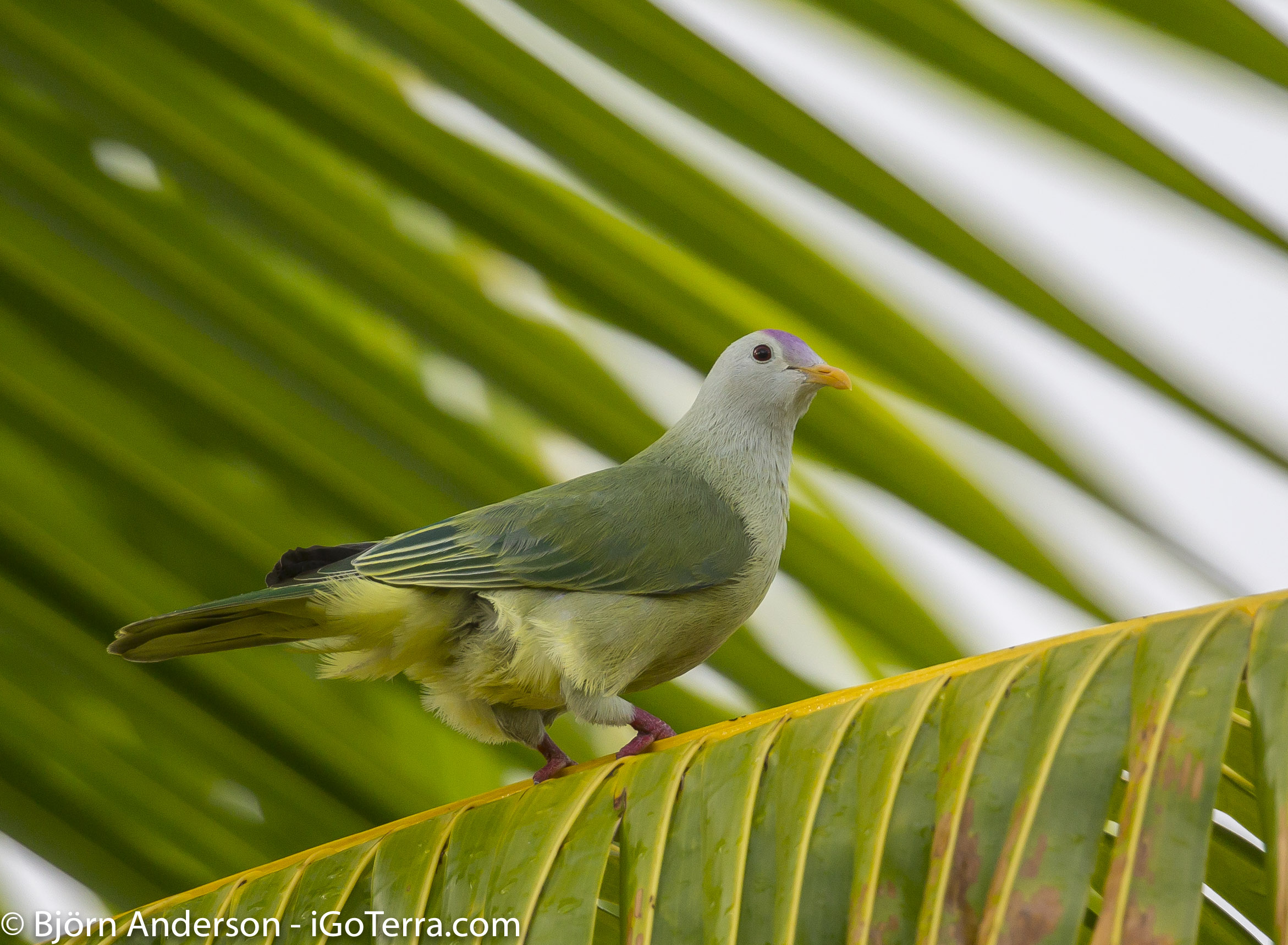 Atoll Fruit-Dove