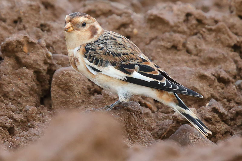 Male Snow Bunting