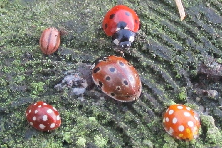 cream-spot,larch,eyed,7-spot and orange ladybirds.