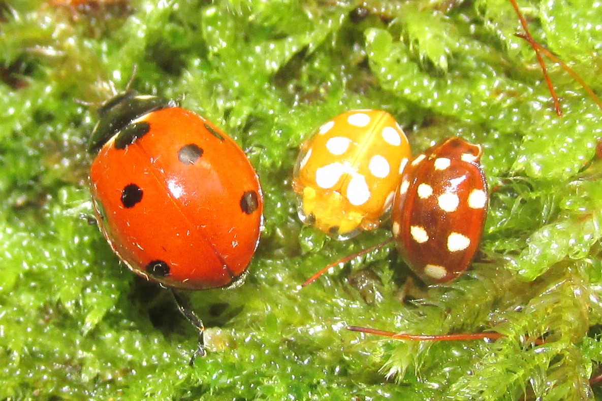 7-spot, orange and cream-spot ladybirds