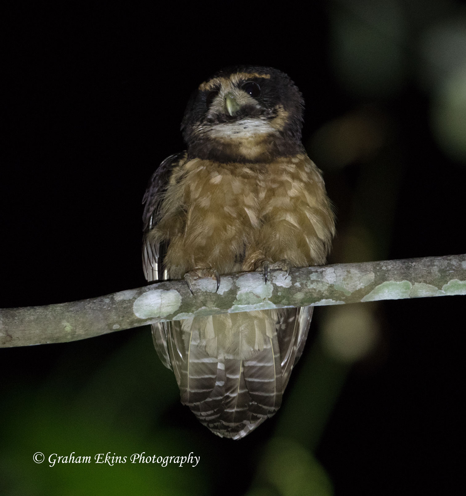 Tawny-browed Owl, Pulsatrix koeniswwaldiana