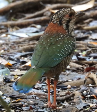 Scaly Ground roller