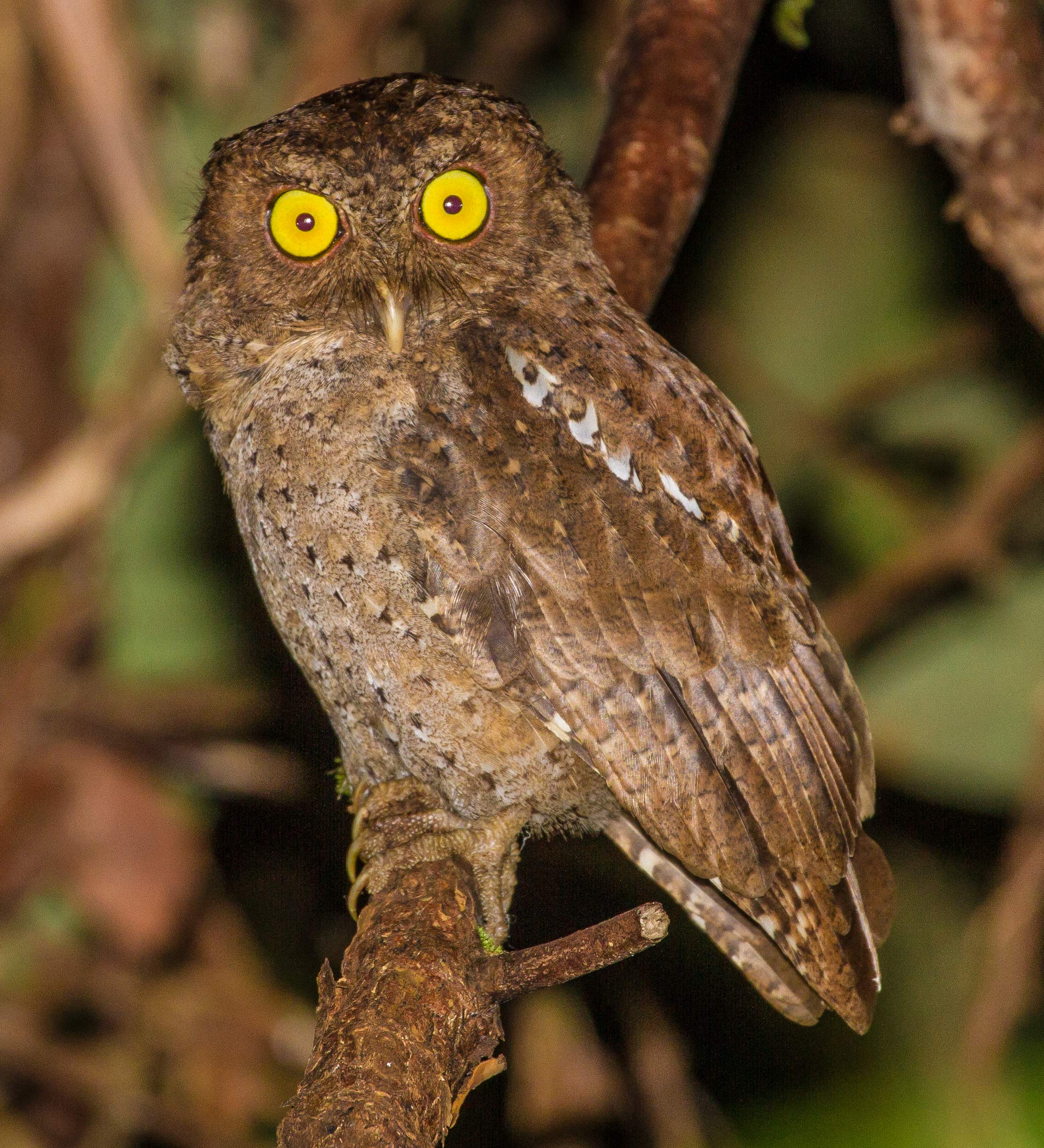 Andaman Scops-owl