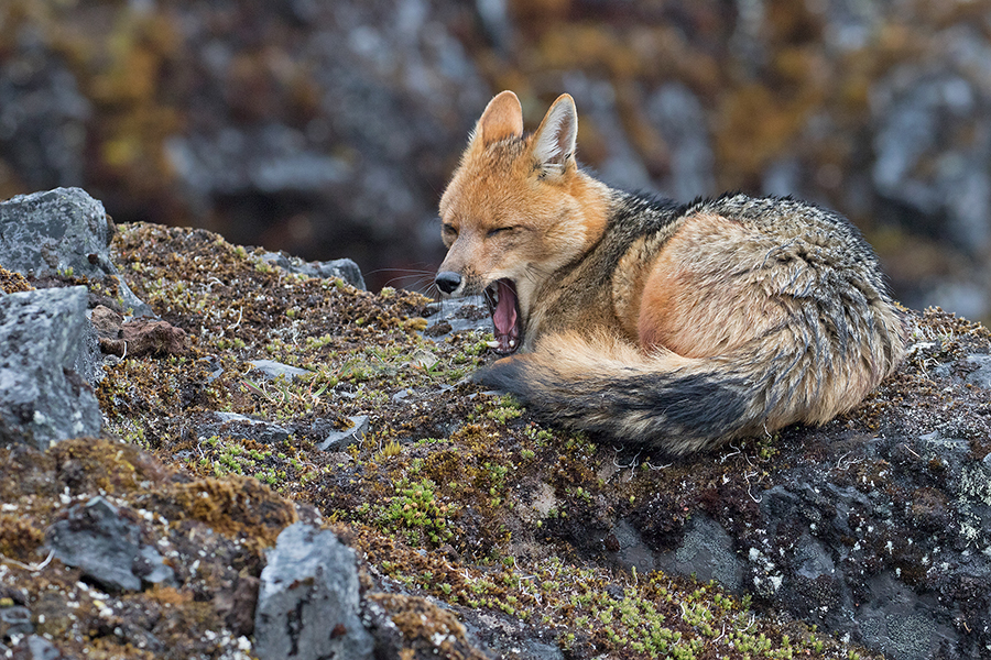 Andean Fox (Culpeo)