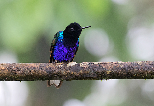 Velvet-purple Coronet