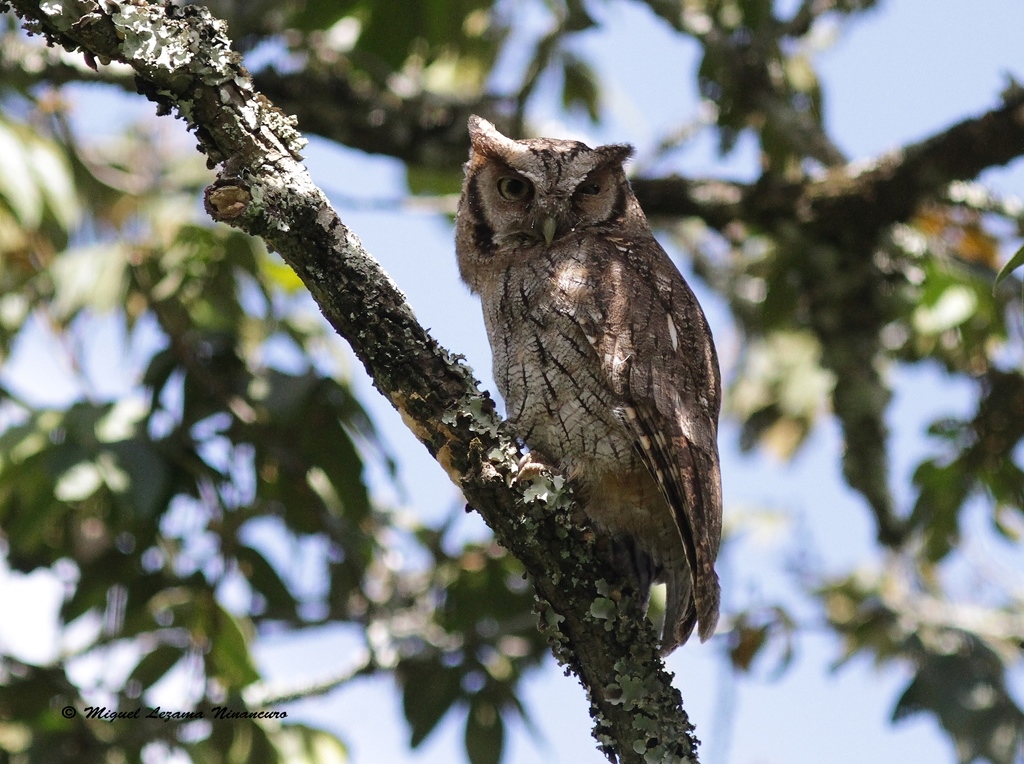 Tawny-bellied Screech-owl