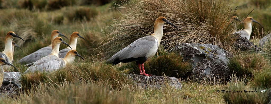 andean Ibis 