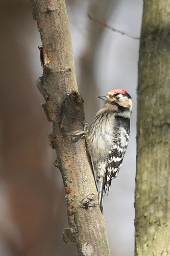 lesser Spotted Woodpecker