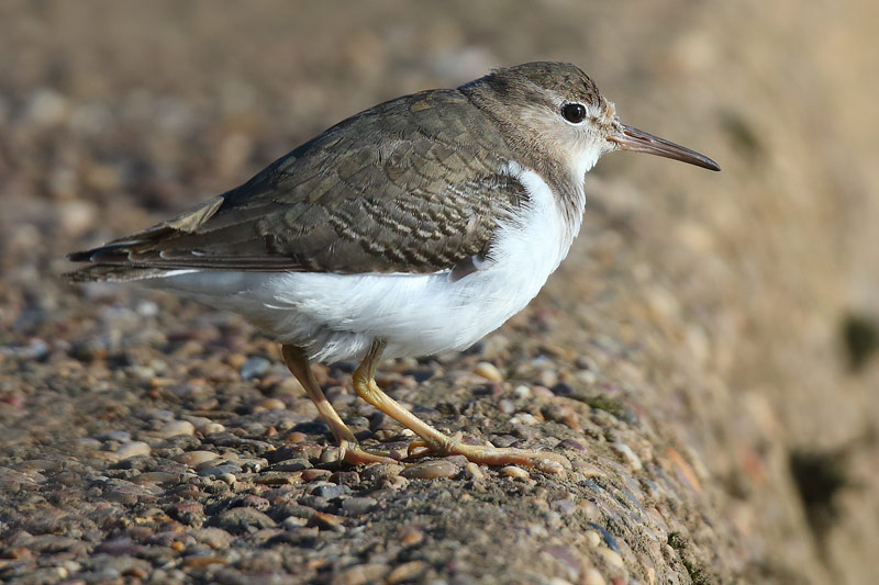 First-winter Spotted Sandpiper