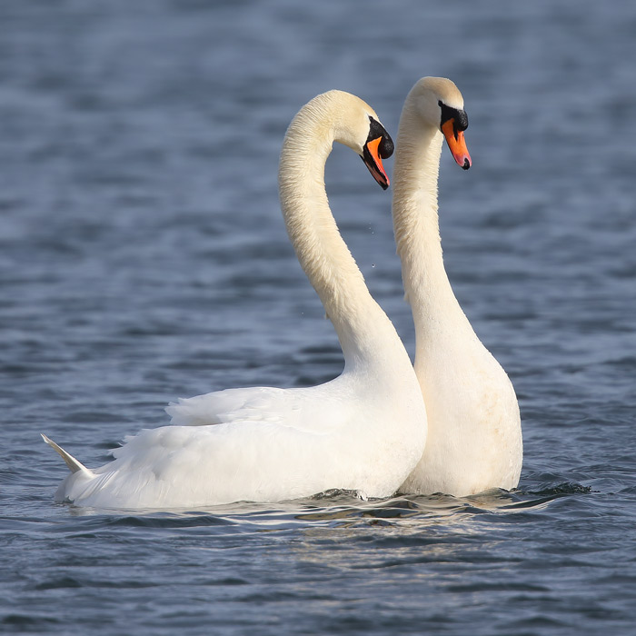 Displaying Mute Swans
