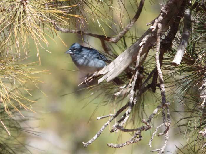 Blue Chaffinch (male)
