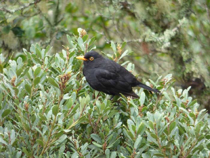 Blackbird (T.m.cabrerae)