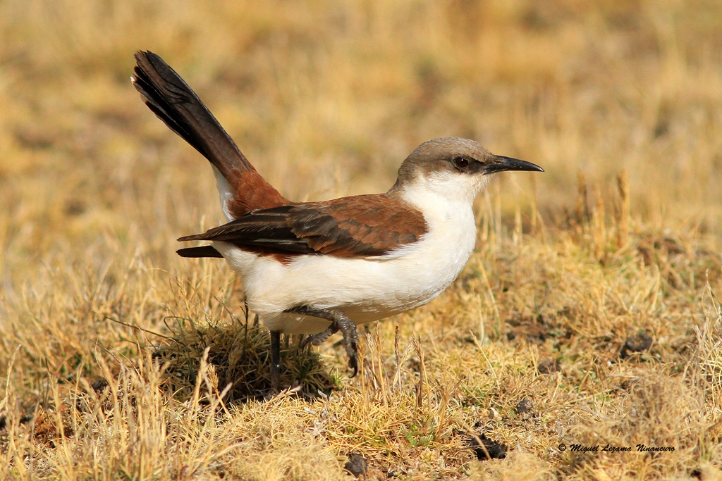 white-bellied cinclodes