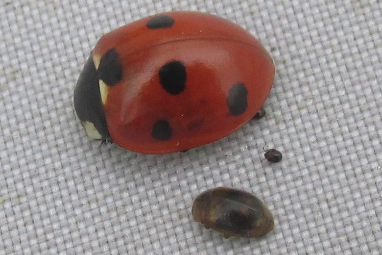 7-spot ladybird and Rhyzobius chrysomeloides
