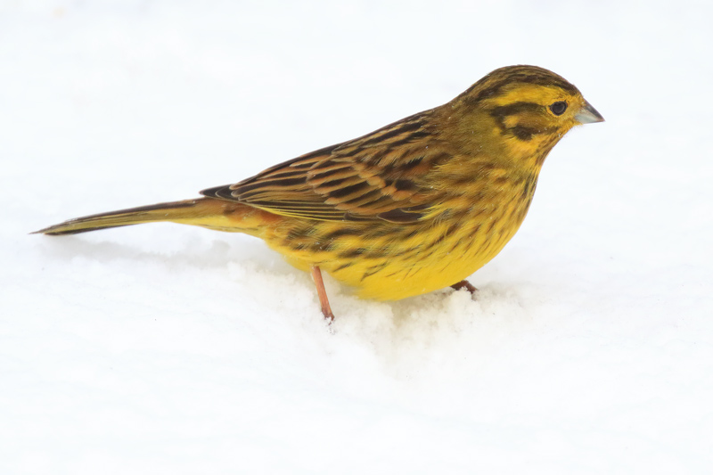 Yellowhammer in snow