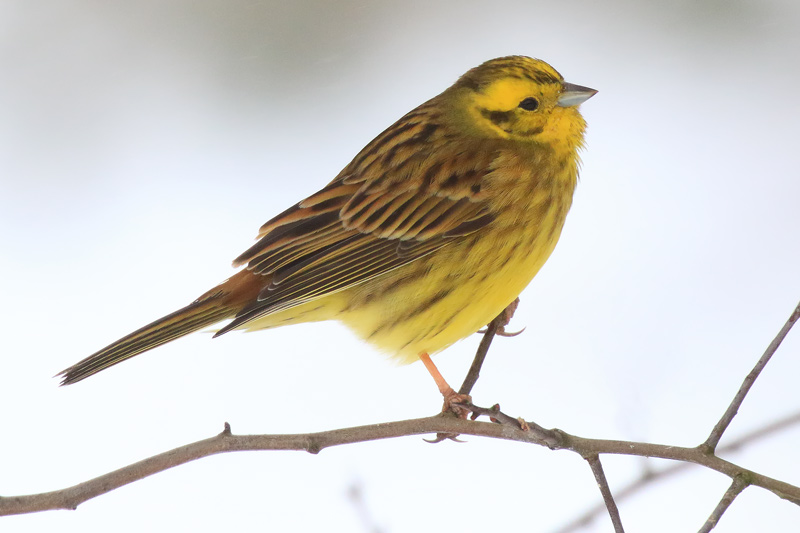 A lovely male Yellowhammer feeding in the snow