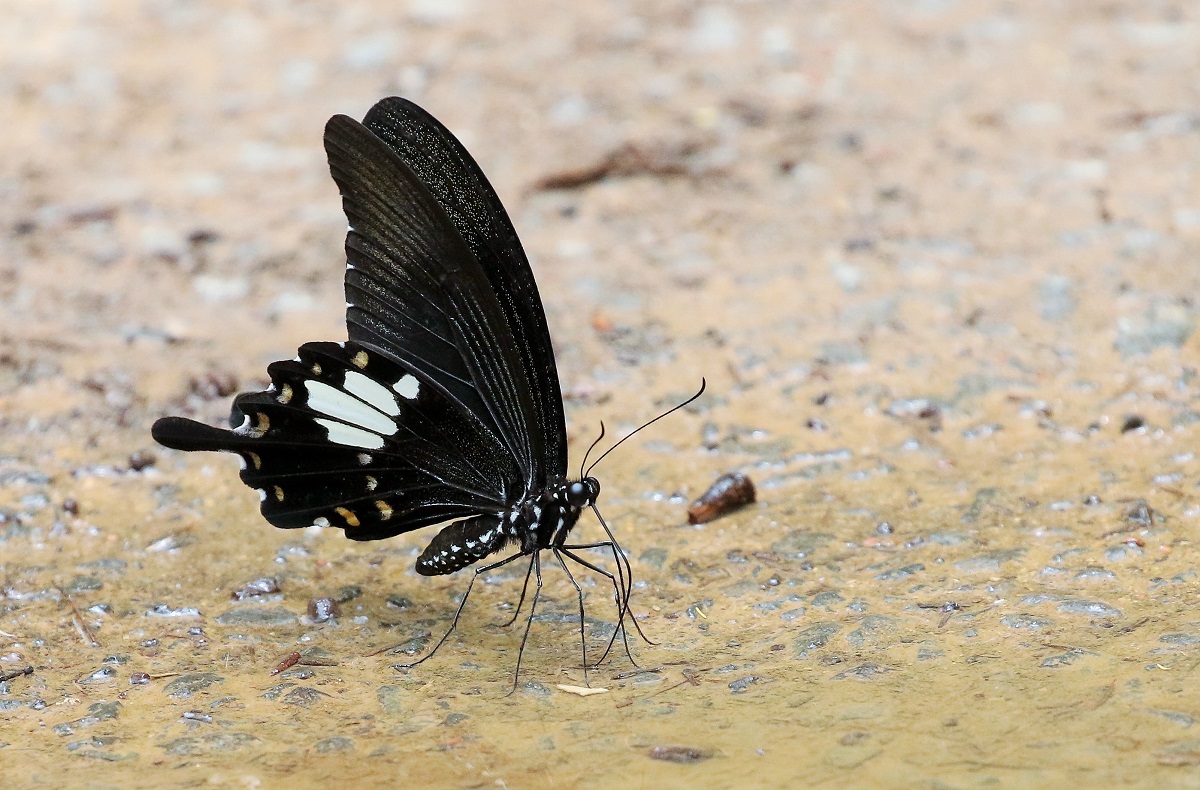 Black and White Helen - Papilio nephelus