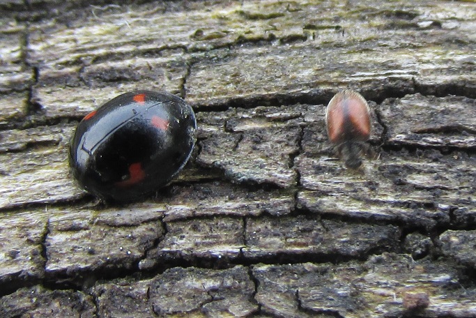 Scymnus suturalis and Pine Ladybird.