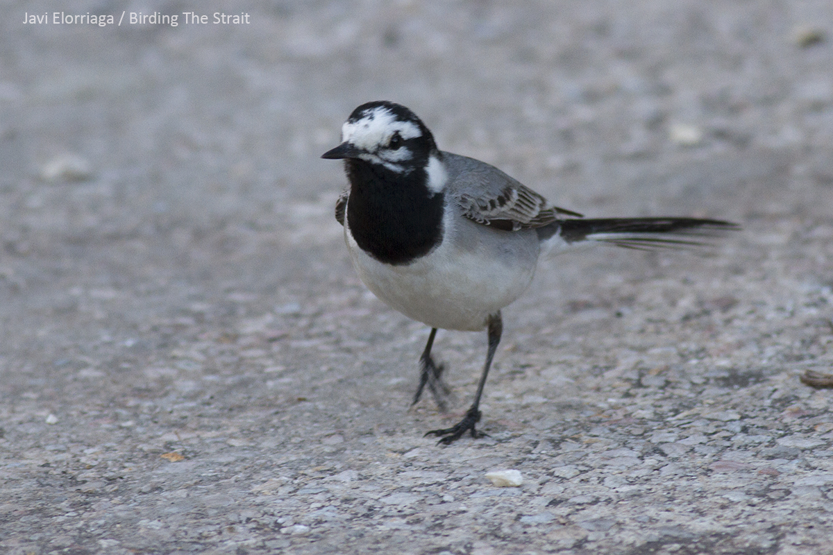 Moroccan Wagtail