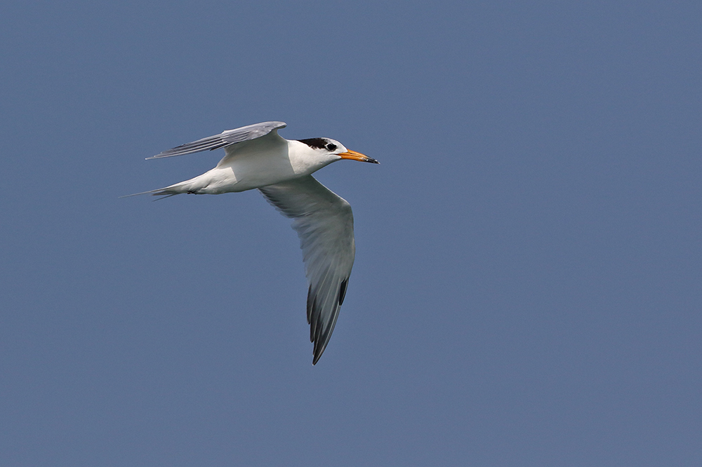 Chinese Crested Tern
