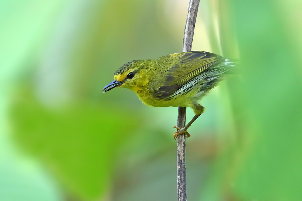 Visayan Plumed-Warbler
