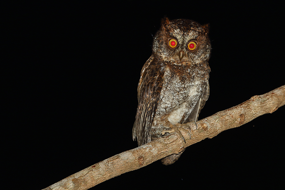 Luzon Scops Owl