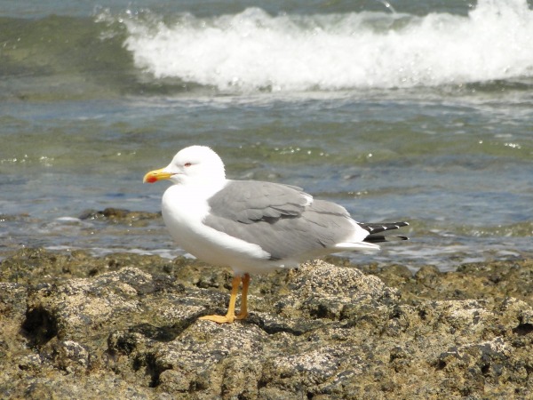 Azorean Yellow-legged Gull
