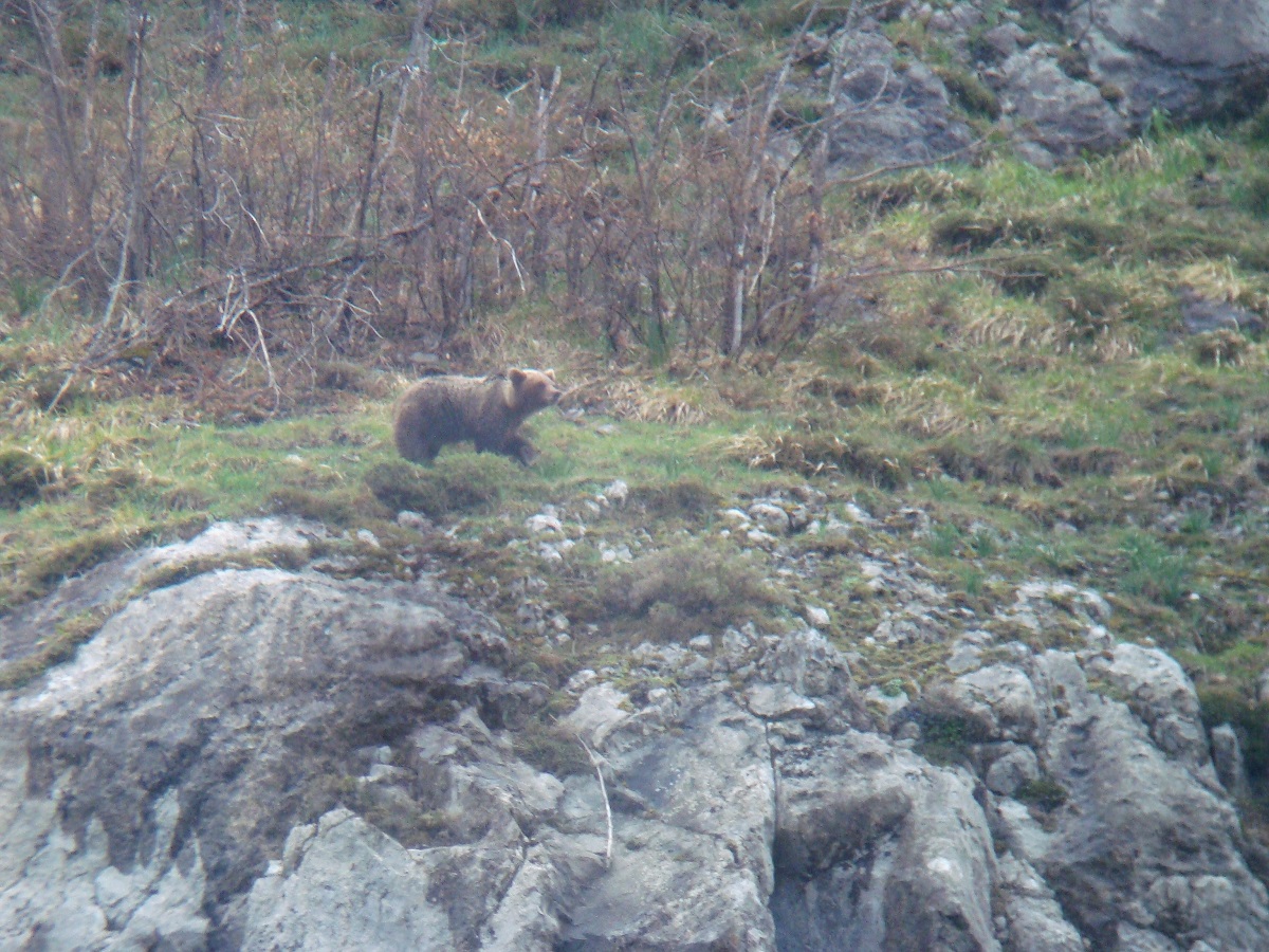 Cantabrian Brown Bear