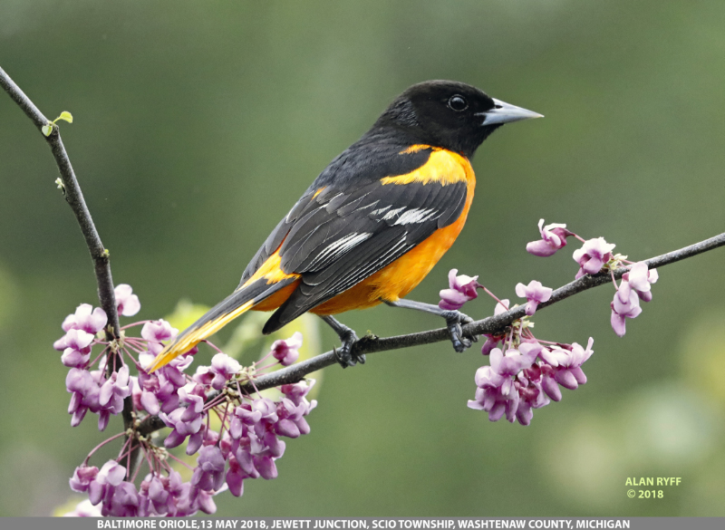Baltimore Oriole - American Bird Conservancy