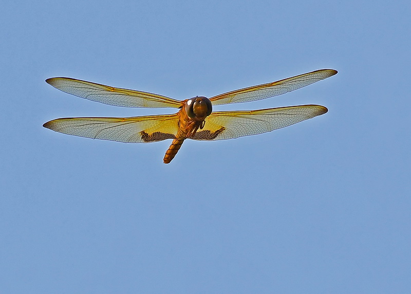 Amber-winged Glider
