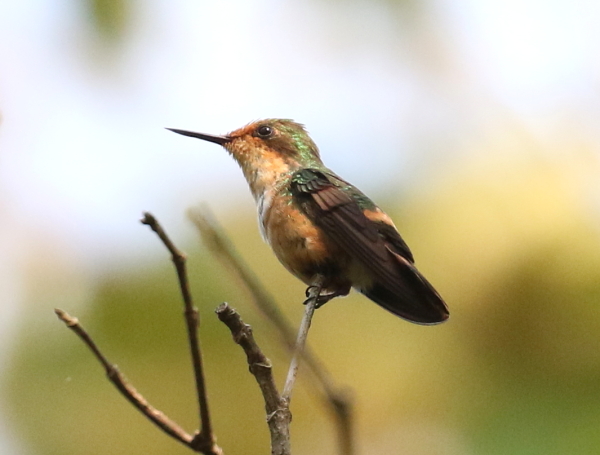 Short-crested Coquette
