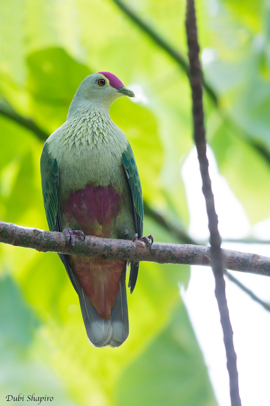 Red-bellied Fruit-dove