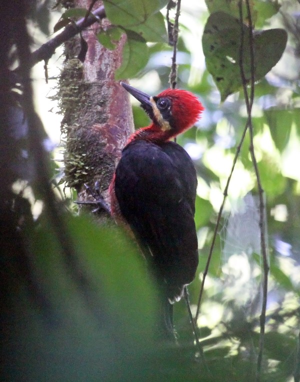 Crimson-bellied Woodpecker