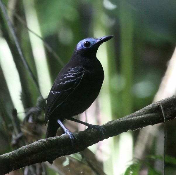Bare-crowned Antbird