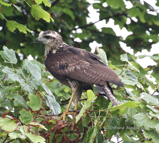 Great Black Hawk (Buteogallus urubitinga