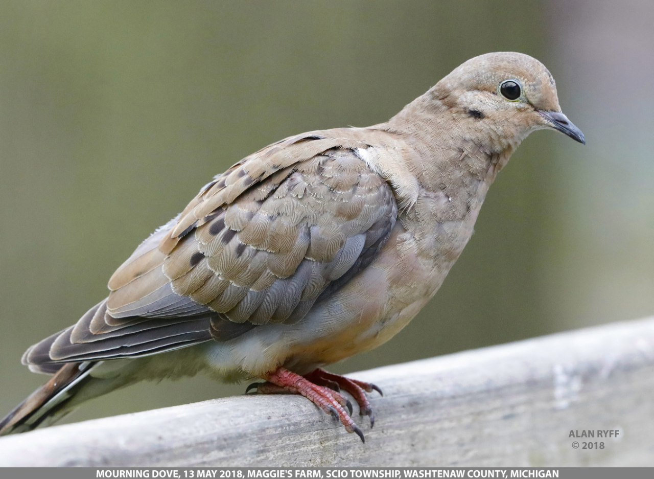 MOURNING DOVE