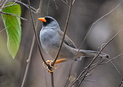Grey-winged Inca-Finch