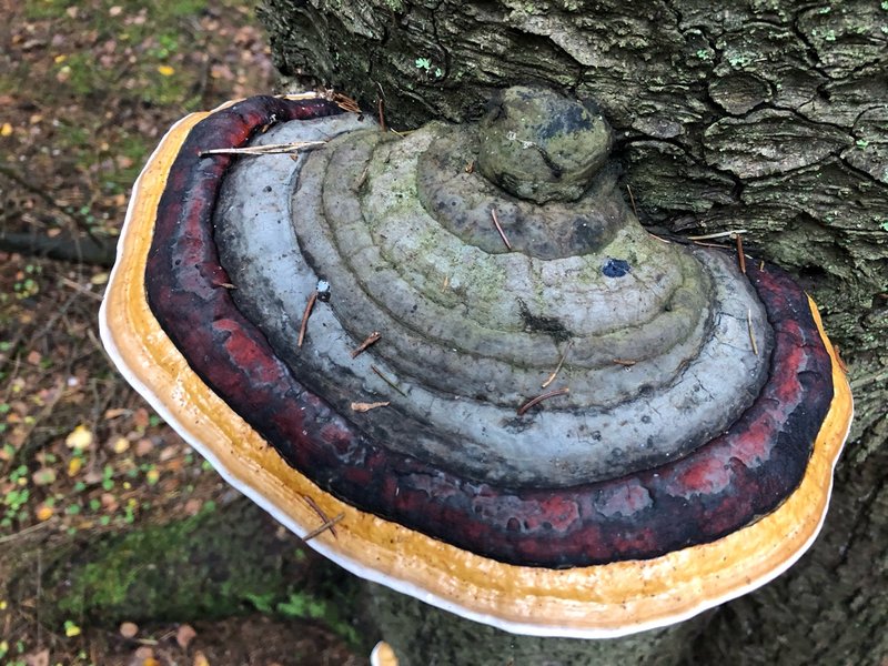 Red-belted Polypore, Fomitopsis pinicola