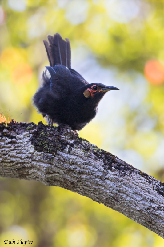 Crow Honeyeater