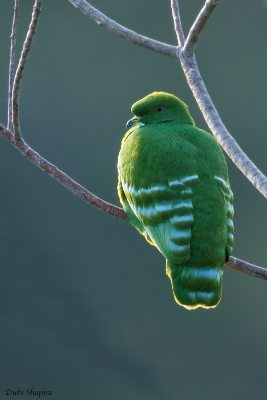 Cloven-feathered Dove